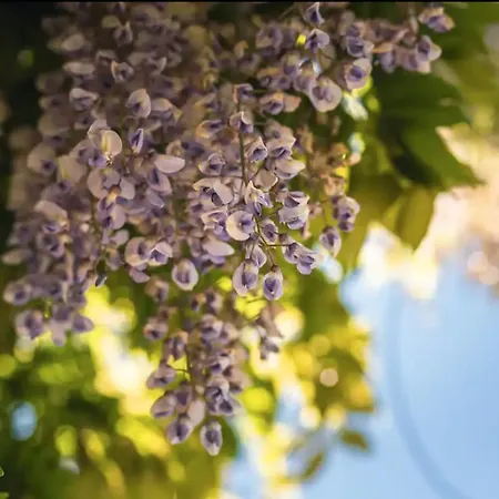Kimyô Exclusive House, SPA e Wellness Bee